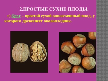 Fructe - lecții de biologie (fructe suculente simple) Fructe - lecții de biologie