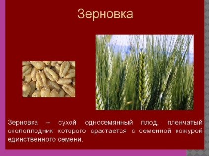 Fructe - lecții de biologie (fructe multi-însămânțat este) Fructe - lecții de biologie