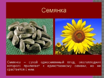 Fructe - lecții de biologie (simplu suculent multi-semanate) Fructe - lecții de biologie