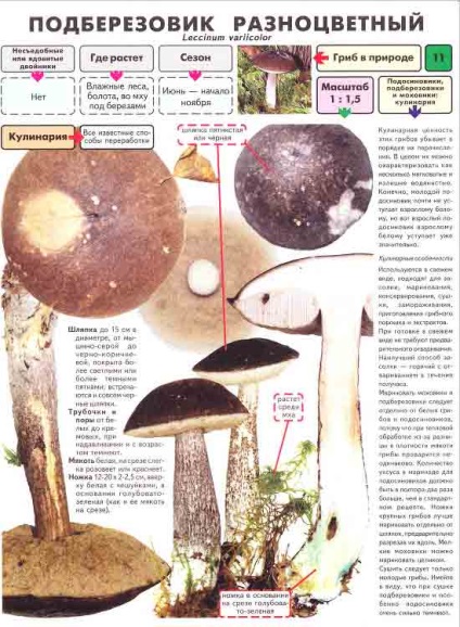 Leccinum variicolor (podberozovik) variicolor leccinum