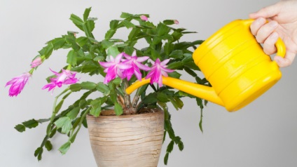 Udarea reguli și subtilități Plante de casa (interior) Udarea reguli și subtilități Plante de casa