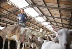Utilizarea de lapte de capră (lapte) Beneficiile laptelui de capră
