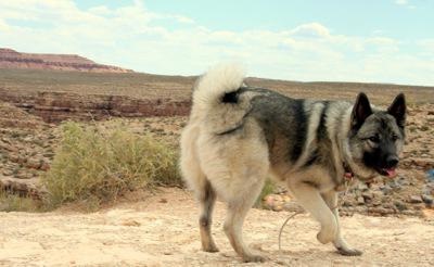 Rasă câini norvegiană Elkhound în natură, nutriție, culoare și recenzii crescătorii (câini) Rasă câini norvegiană Elkhound în natură, nutriție, culoare și crescători comentarii