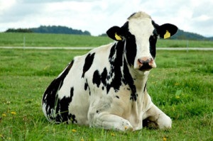 vaci rasă de lapte Fotografii din Romania (vaci) vaci rasă de lapte fotografii Romania