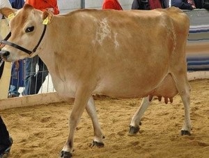 vaci de rasă de lapte Fotografii din Romania (lapte) vaci rasă de lapte fotografii Romania