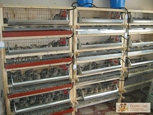 Instrucțiuni pas cu pas pentru producerea de celule pentru prepelițe cu mâinile lor (lor) Instrucțiuni pas cu pas pentru producerea de celule pentru prepelițe propriile mâini