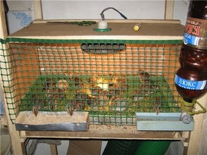 Instrucțiuni pas cu pas pentru producerea de celule pentru prepelițe cu propriile sale mâini (prepeliță cu mâinile) Instrucțiuni pas cu pas pentru producerea de celule pentru prepelițe propriile mâini