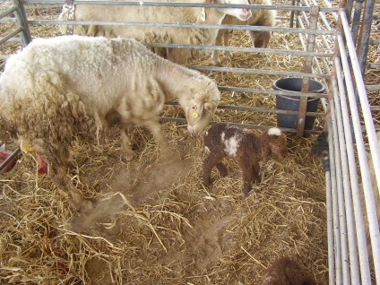 Homestead oi (animale oi cireadă) oi Homestead