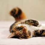 Simptomele de feline Otita - modul de a trata otita la pisici