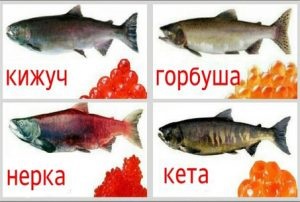 Produsele alimentare care conțin colesterol listă completă (conținând) Alimentele care contin colesterol lista completa