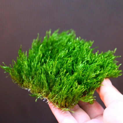 Plante într-un acvariu (acvariu) Planta in acvariu