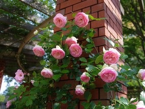 Rose parfum umplut gradina (parfum) Rose parfum umplut gradina