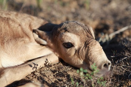 Saiga - specii de antilope