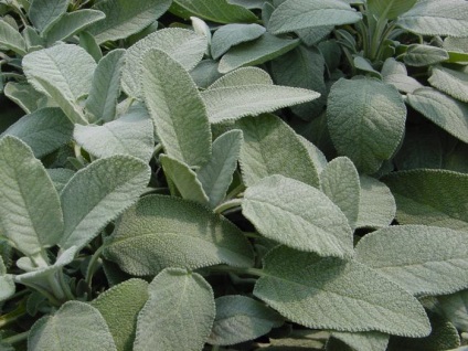 Sage Hair (să stea timp de o jumătate de oră) Sage par