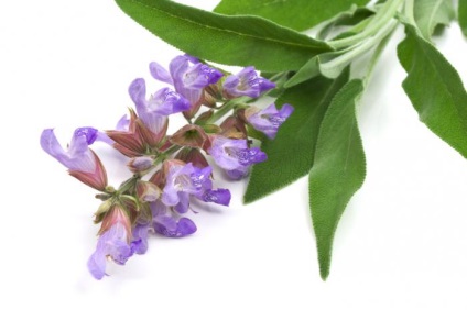 Sage par (frunze uscate lingurițe de) Sage par