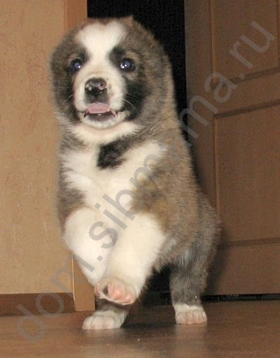 catelus rasa mare (catelus) Puppy rasa mare