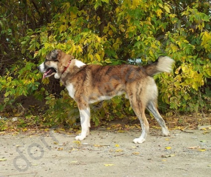 catelus rasa mare (catelus) Puppy rasa mare