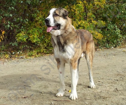 catelus rasa mare (catelus) Puppy rasa mare