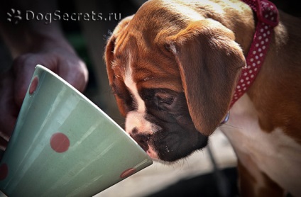 Puppy nu bea apă, de ce și ce să facă (vărsături) Puppy nu bea apă, de ce și ce să facă