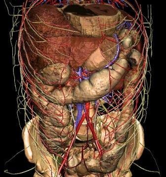 HCT cavitatea abdominală (e) SKT organe abdominale