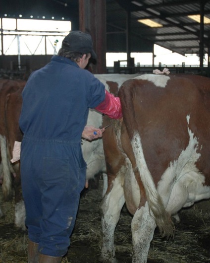 Împerecherii și fătări (împerechere) Împerecherea și fatare