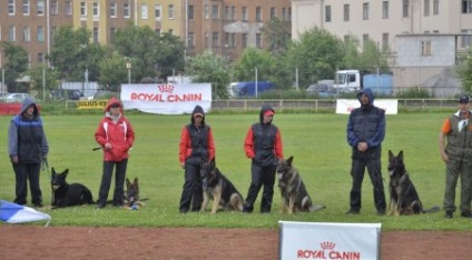 Câine și un conductor (sol) Câine și handler