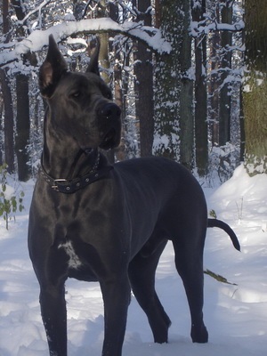 Marele caine dane rasa fotografie, descrierea naturii câinilor, istoria rasei Great Dane (foto) Marele caine dane rasa fotografie, descrierea naturii câinilor, istoria Marii Dane rasa