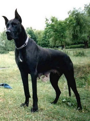 Marele caine dane rasa fotografie, descrierea naturii câinilor, istoria rasei Great Dane (descriere) Marele caine dane rasa fotografie, descrierea naturii câinilor, istoria Marii Dane rasa