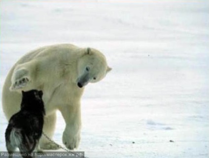 Câine împotriva White Bear (câine) Câine împotriva ursul polar