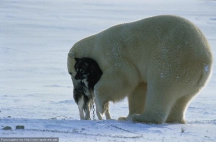 Câine împotriva unui urs polar (un urs) Câine împotriva ursul polar