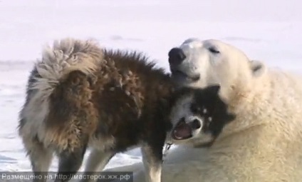 Câine împotriva White Bear (câine) Câine împotriva ursul polar