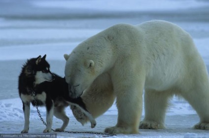 Câine împotriva unui urs polar (un urs) Câine împotriva ursul polar