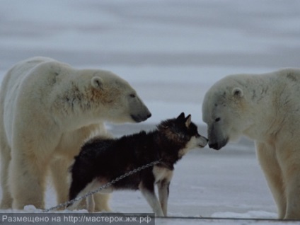 Câine împotriva White Bear (câine) Câine împotriva ursul polar