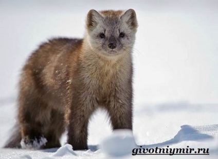 animal Sable (foto animal Sable) animal Sable