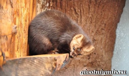 animal Sable (habitat sable) animal Sable