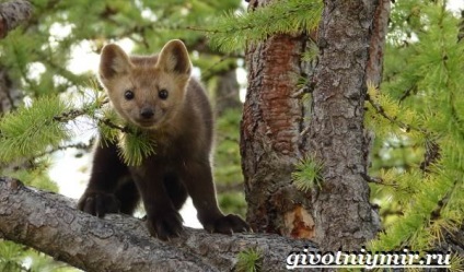animal Sable (PET) animal Sable
