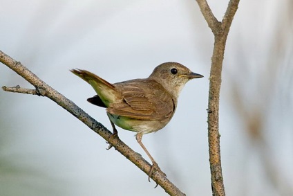 Privighetoarea - Songbird (privighetoare) Nightingale - Songbird