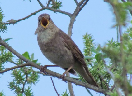 Nightingale - Songbird (pasăre) Nightingale - Songbird