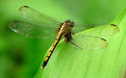 Dragonfly, copil-mama (Dragonfly) Libelule, copil-mama