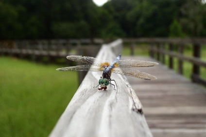 Dragonfly, copil-mama (Dragonfly) Libelule, copil-mama