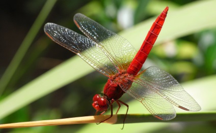 Dragonfly, copil-mama (Dragonfly) Libelule, copil-mama