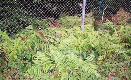 feriga Structura (bracken) Structura unui ferigă