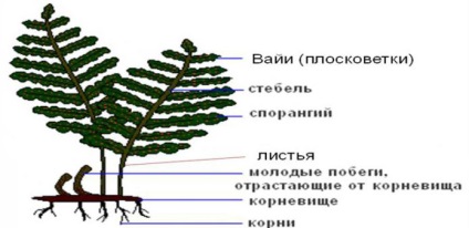 feriga Structura (bracken) Structura unui ferigă