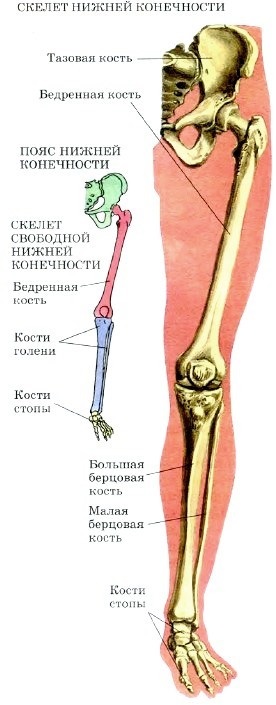 Structura scheletului (om) Structura scheletului