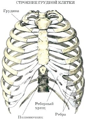 Structura scheletului (Care oase forma) Structura scheletului