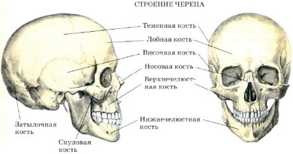 Structura scheletului (Care oase forma) Structura scheletului