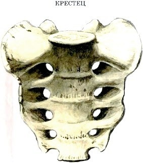 Structura scheletică (schelet) Structura scheletului