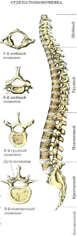 Structura scheletului (structura scheletului) Structura scheletului