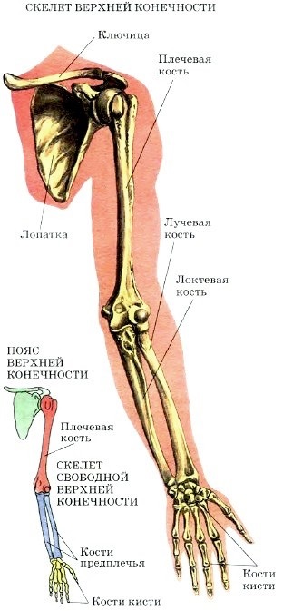 Structura scheletului (structura) Structura scheletului