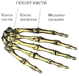 Structura scheletică (8 clase) Structura scheletului